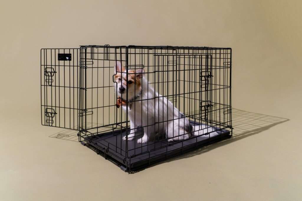 How to Implement Efficient Kennel Booking Software