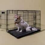 How to Implement Efficient Kennel Booking Software