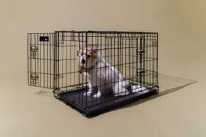 How to Implement Efficient Kennel Booking Software