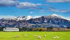 Career Growth in New Zealand: Industries on the Rise and How to Get Started